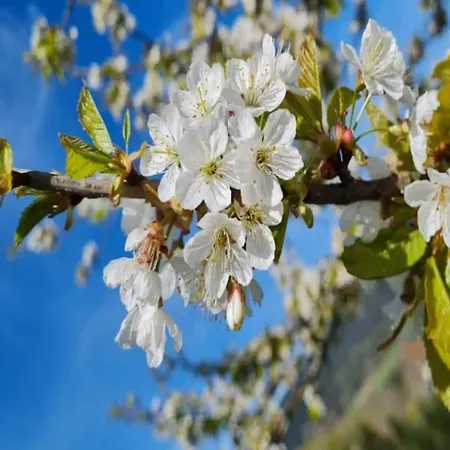 Modern In With Vineyards