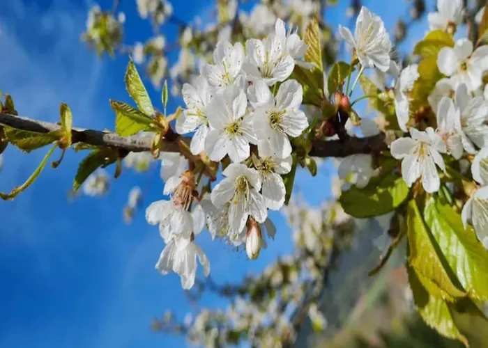 Modern In With Vineyards